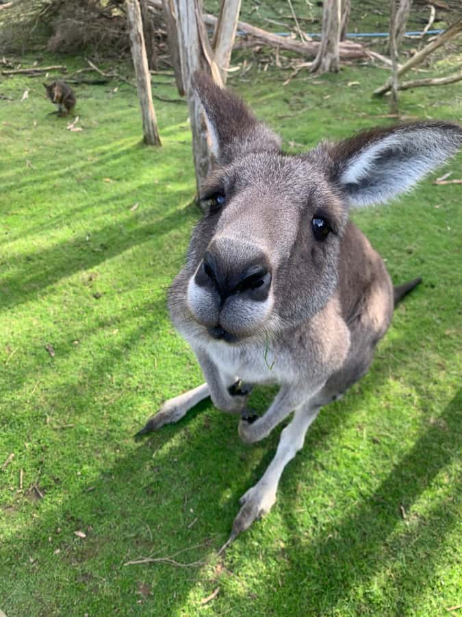 Melbourne: Phillip Island Tour & Penguin Parade - Moonlit Sanctuary Conservation Park: kangaroos, wombats and echidnas up close