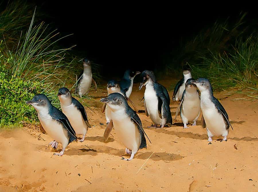 Melbourne: Phillip Island Tour w/ Hop-on Bus or Seal Cruise - Pricing and value: what you’re really paying for
