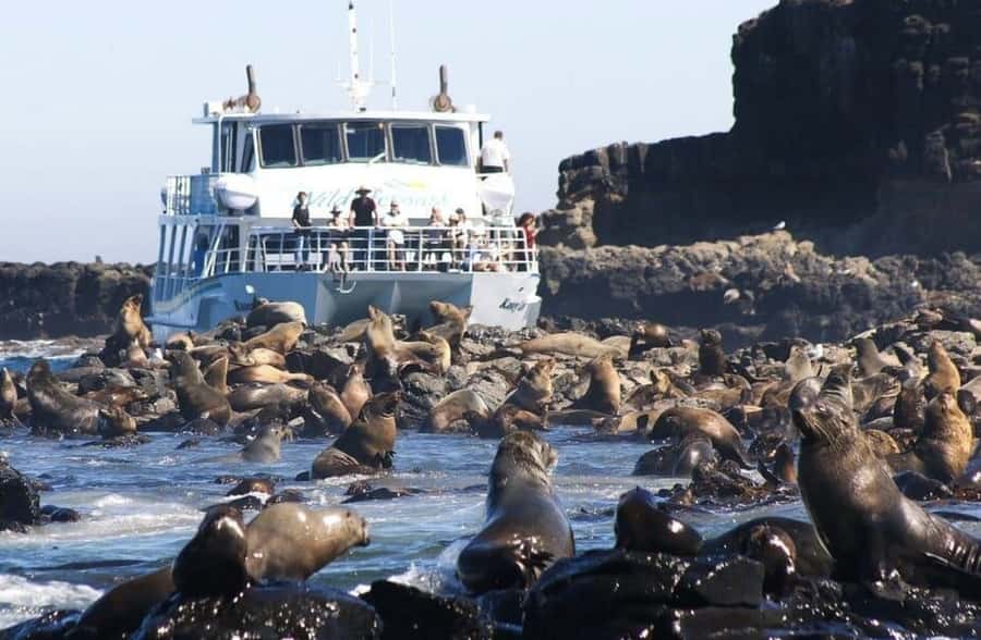 Melbourne: Phillip Island Tour w/ Hop-on Bus or Seal Cruise - Two route choices: seal cruise vs hop-on Explorer bus