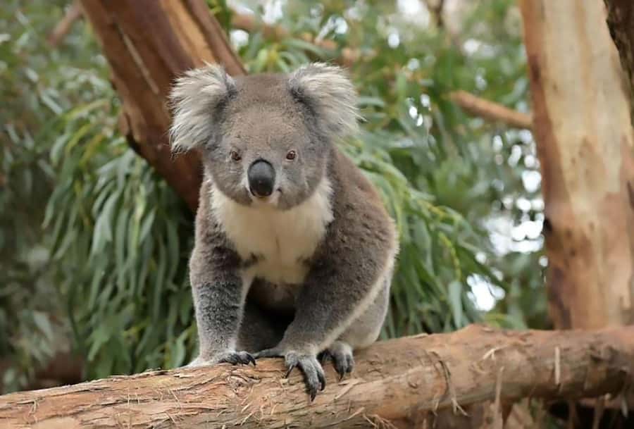 Melbourne: Phillip Island Tour w/ Hop-on Bus or Seal Cruise - Grand Prix Circuit, Woolamai Beach, and the classic Phillip Island stops