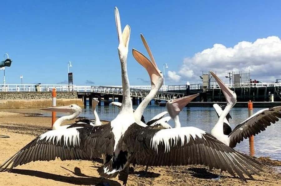 Melbourne: Phillip Island Tour w/ Hop-on Bus or Seal Cruise - Penguin Parade: what you’re actually there to see