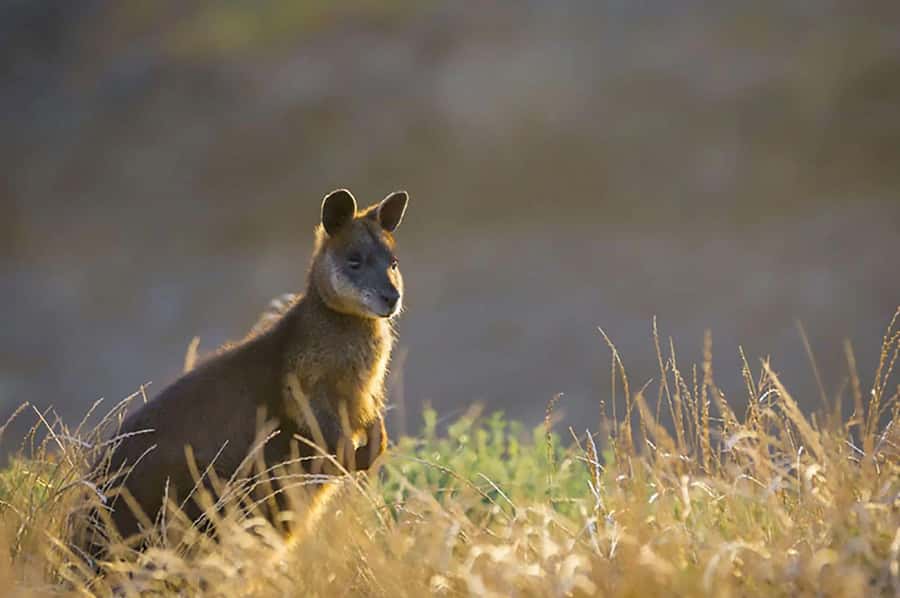 Melbourne: Phillip Island Tour w/ Hop-on Bus or Seal Cruise - Who this tour is best for (and who should pick something else)