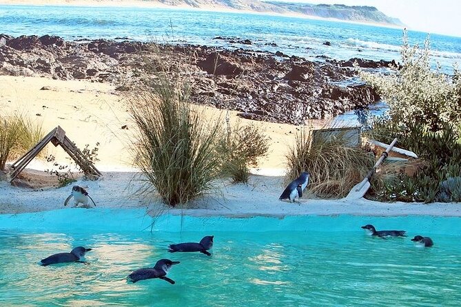 Melbourne Private Penguins Koalas TOUR-Melbourne City Tour JEWELS - Key highlights worth aiming for