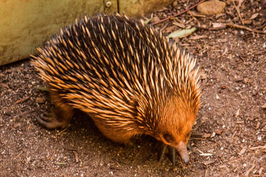 Melbourne: Puffing Billy & Healesville Sanctuary Scenic Tour - Key things to know before you go