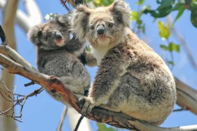 Melbourne: Puffing Billy & Healesville Sanctuary Scenic Tour - Emerald Lake Park walk: a scenic reset with lunch options