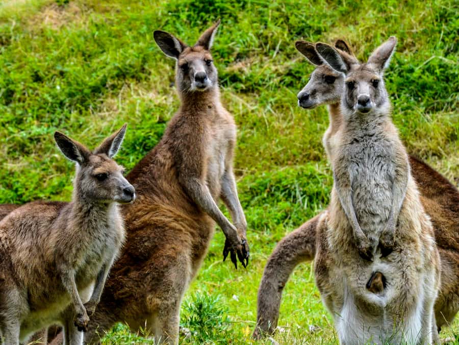 Melbourne: Puffing Billy & Healesville Sanctuary Scenic Tour - Should you book Melbourne: Puffing Billy & Healesville Sanctuary Scenic Tour?