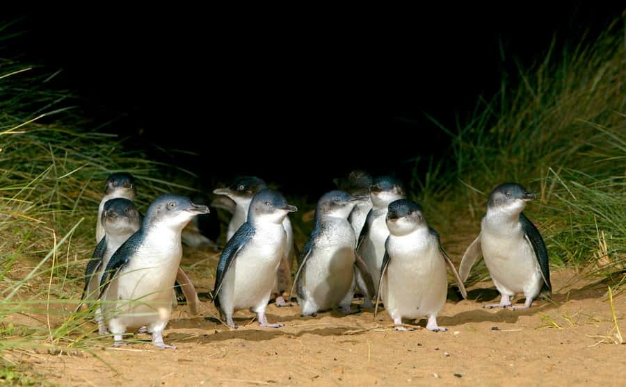 Melbourne: Puffing Billy Penguin Parade Brighton Boxes Tour - Nobbies Centre viewpoint: rugged coast with wildlife spotting chances
