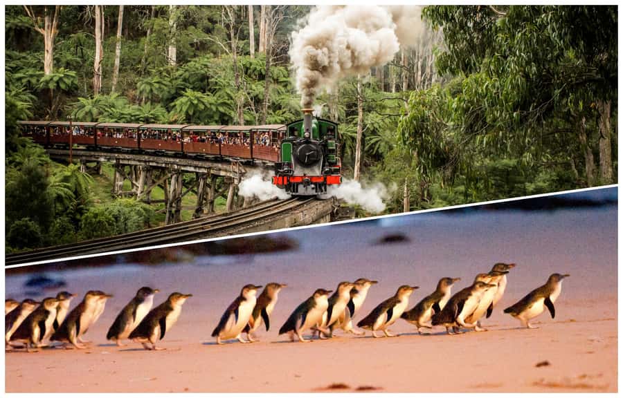 Melbourne: Puffing Billy Railway & Penguin Parade Day Tour - Puffing Billy to Phillip Island: why this tour works