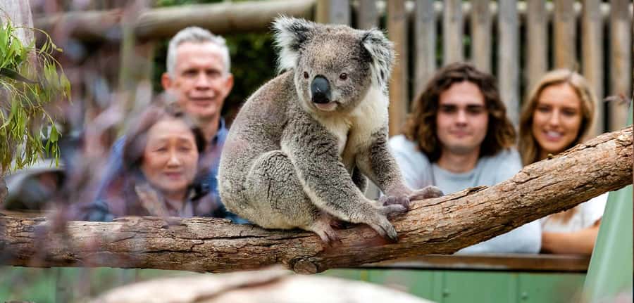 Melbourne: Puffing Billy Steam Train and Philip Island - Key Things You Should Know Before You Go