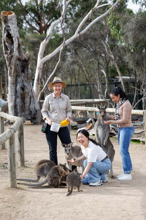 Melbourne: Puffing Billy Steam Train and Philip Island - What to Bring (And What You Should Skip)