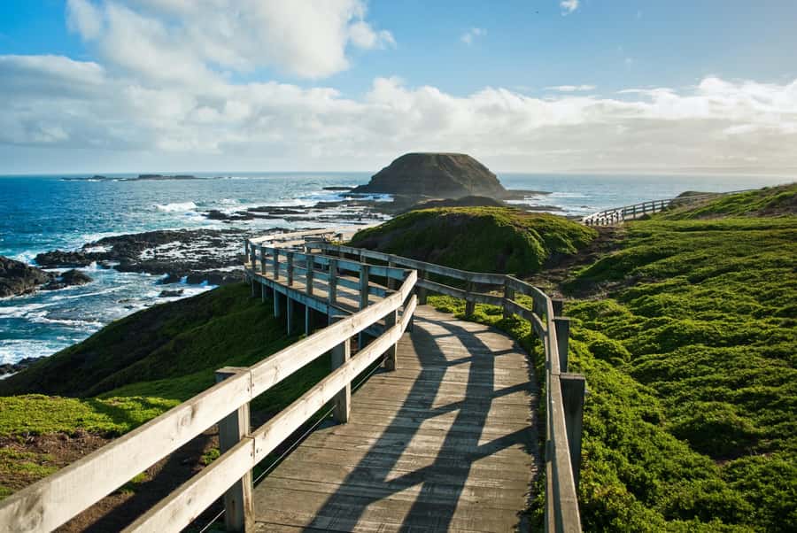 Melbourne: Puffing Billy Steam Train & Penguin Parade Tour - A one-day combo built around steam, sea views, and sunset penguins