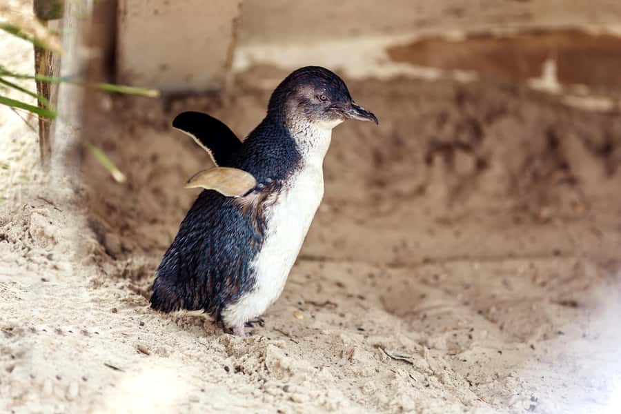 Melbourne: Puffing Billy Steam Train & Penguin Parade Tour - Melbourne pickup and your first stop: Rainbow Huts or Maru Koala