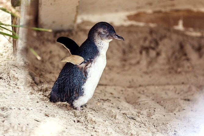Melbourne Puffing Billy Train and Penguin Parade Day Tour Escape - Stop 5: Phillip Island Penguin Parade at Sunset, With the Rules That Matter