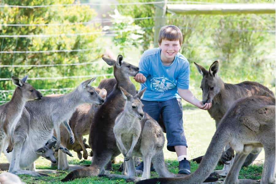 Melbourne: Puffing Billy Train & Penguin Island Excursion - Cowes free time for dinner and a little breathing room