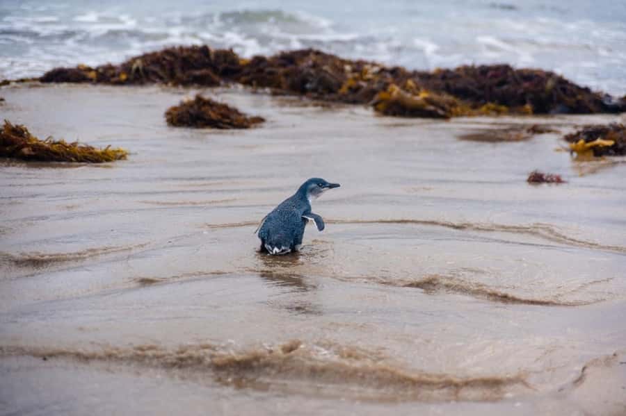 Melbourne: Puffing Billy Train & Penguin Island Excursion - Penguin Parade at dusk: the moment you’ll remember