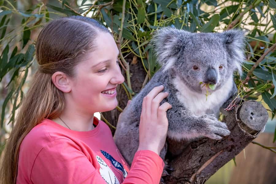 Melbourne: Puffing Billy Train & Penguin Island Excursion - Pace, group size, and what to expect from the guide
