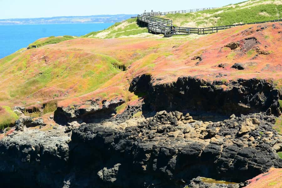 Melbourne: Puffing Billy Train & Penguin Island Excursion - Tips that make this day trip smoother