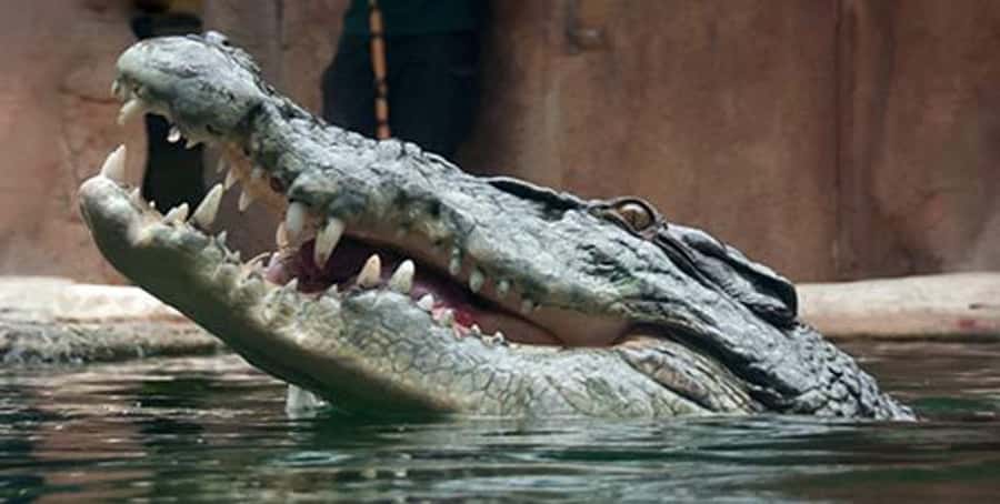 Melbourne: SEA LIFE Aquarium Entrance Ticket - Oceanarium feeding from the 2.2 million liter tank (and why it matters)