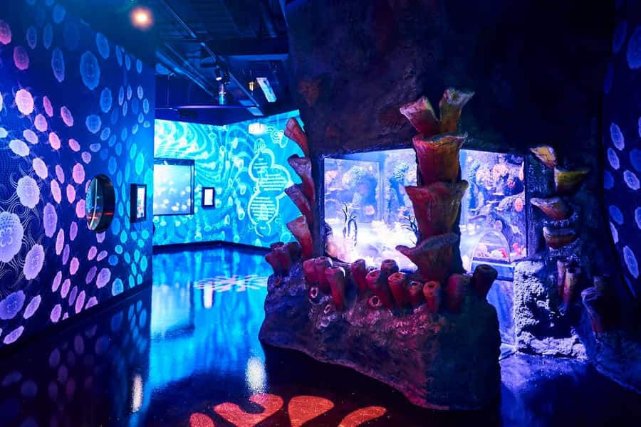 Melbourne: SEA LIFE Aquarium Entrance Ticket - 4D cinema, touch pools, and the extras that fill the gaps