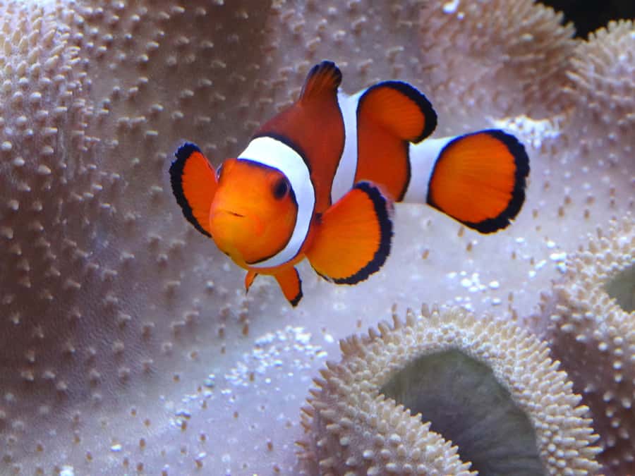 Melbourne: SEA LIFE Aquarium Entrance Ticket - How long to plan, and when crowds can slow your day down