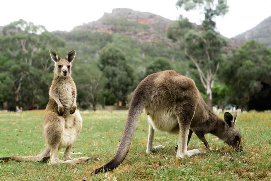 Melbourne to Adelaide: 2-Day Overland Explorer Tour - Great Ocean Road stops: how to make the most of the photo time