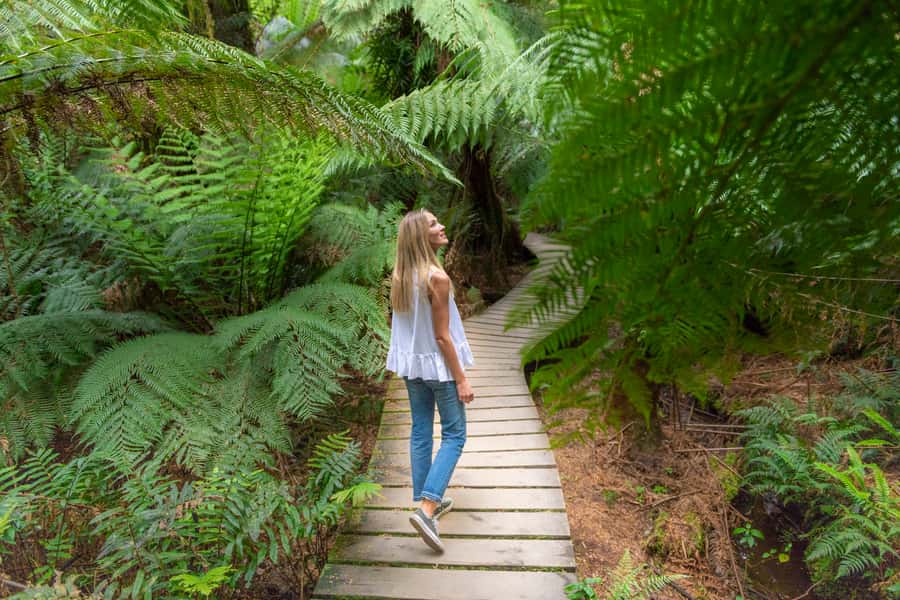 Melbourne to Adelaide: 2-Day Overland Explorer Tour - Maits Rest & Shipwreck Coast: rainforest shade to limestone drama