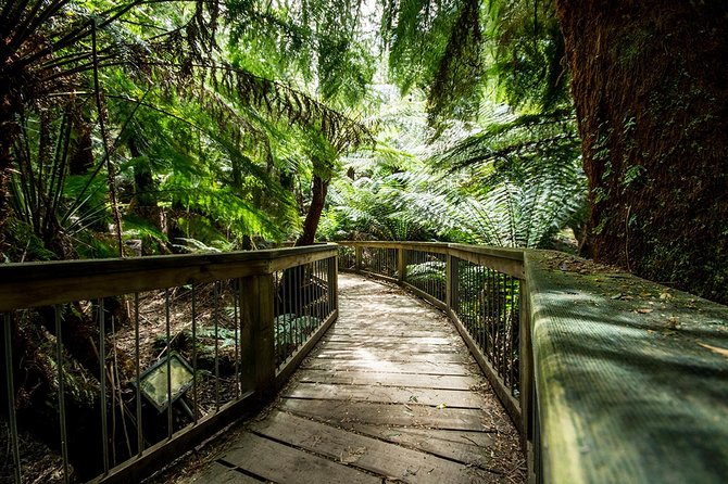 Melbourne to Adelaide: 3-Day Great Ocean Road Grampians Tour - Day 1: Great Ocean Road viewpoints, rainforest walk, and the 12 Apostles