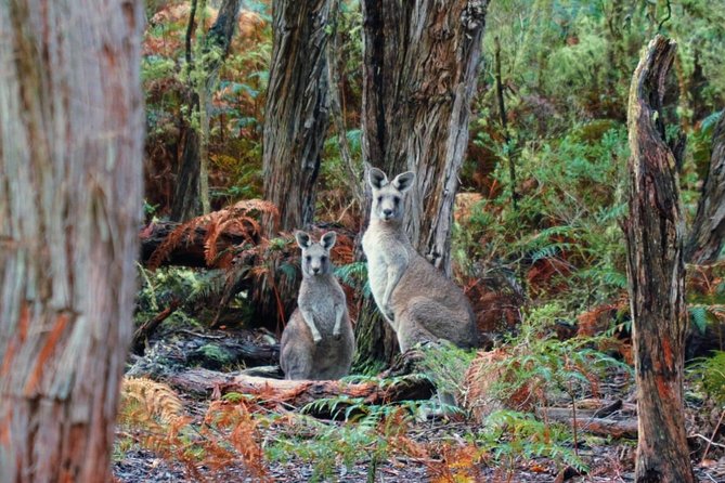 Melbourne to Adelaide 3 Day Tour via Great Ocean Road & Grampians - Grampians day: MacKenzie Falls for the payoff, then lookouts and rock stairs