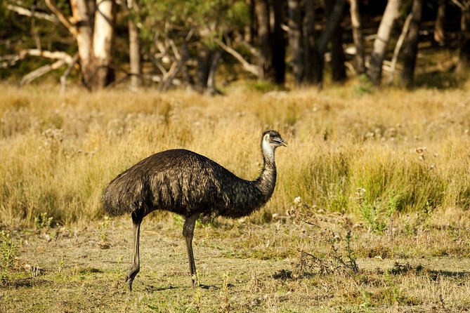 Melbourne to Adelaide 3 Day Tour via Great Ocean Road & Grampians - Crossing west toward Adelaide: the drive that turns a route into a story