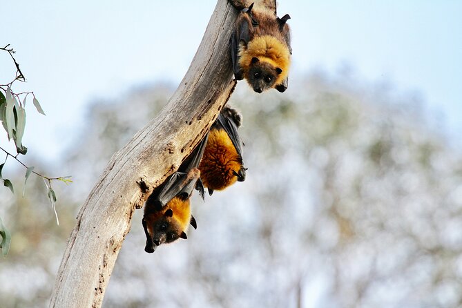 Melbourne Tour: Walk the Yarra & Heritage Convent Experience - Flying foxes by the Yarra: one of Australia’s largest urban colonies