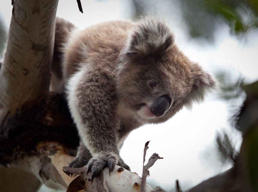 Melbourne Unlimited Attractions pass - What’s not included (and why it matters for your budget)