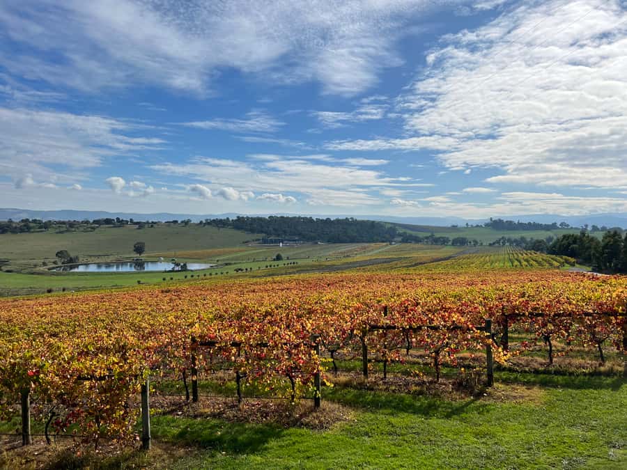 Melbourne: Yarra Valley Wine Tour + Lunch & Gin/Beer Option - Chocolate and Ice-Cream Finale at Yarra Valley Chocolaterie