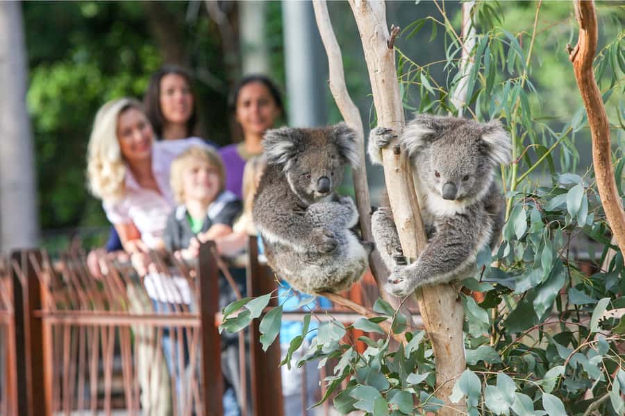 Melbourne Zoo: 1-Day Entry Ticket - A great value day out: what $37 buys you