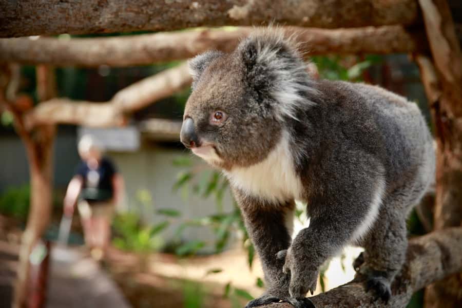 Melbourne Zoo: Australian Wildlife Experience Ticket - Why an Early-Morning Zoo Schedule Changes Everything