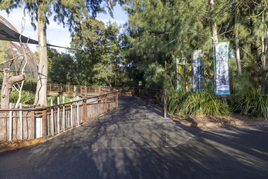 Melbourne Zoo: Australian Wildlife Experience Ticket - Koalas Karri and Waru: Your Morning Starts With the Right Energy