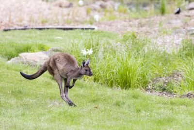 Melbourne Zoo: Australian Wildlife Experience Ticket - Meeting at 7:55am and the 8:00am Rhythm (45 Minutes)
