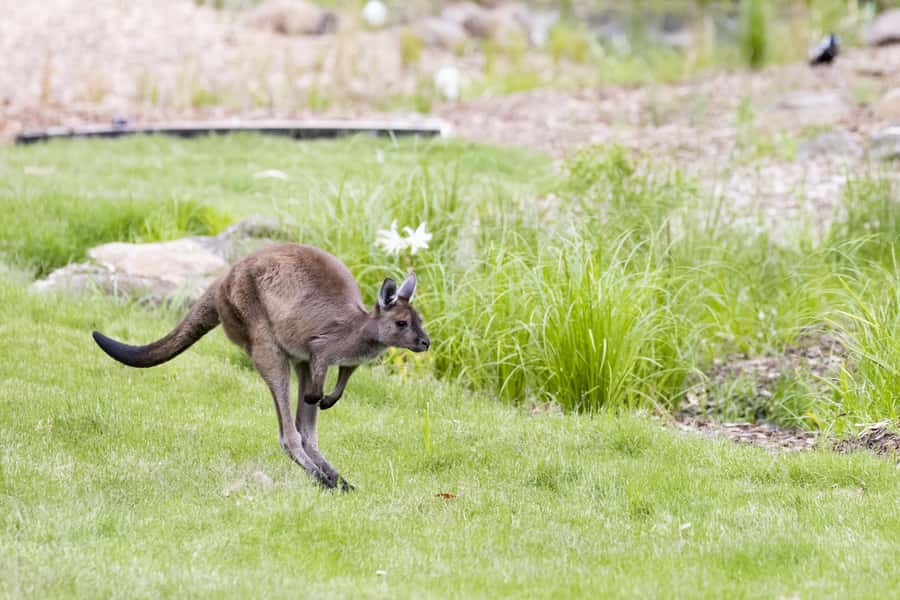 Melbourne Zoo: Australian Wildlife Experience Ticket - Meeting at 7:55am and the 8:00am Rhythm (45 Minutes)