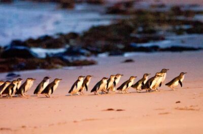 Melbourne：Phillip Island Tour 1 Day Tour - Getting picked up in Melbourne: the 9:40am–12:40pm departure window