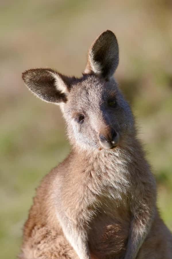 Melbourne：Phillip Island Tour 1 Day Tour - Penguin Parade at Summerland Beach: where dusk turns into a spectacle