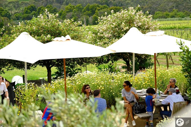 Montalto Vineyard: Mornington Peninsula Discovery Wine Tasting and Lunch - Mornington Peninsula cool climate: why this tasting feels different