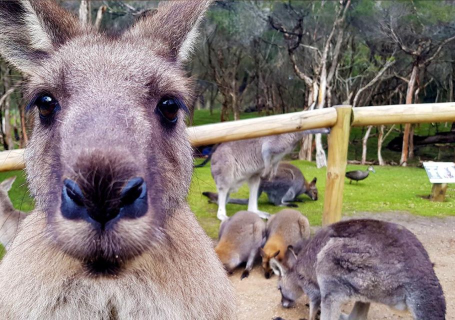 Moonlit Sanctuary Conservation Park Entry Ticket - Price and value: does $24 per person make sense?
