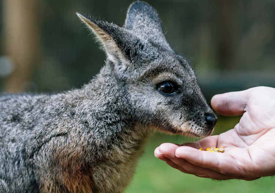 Moonlit Sanctuary Conservation Park Entry Ticket - Free-Ranging Kangaroos and Wallabies: the moment the day clicks