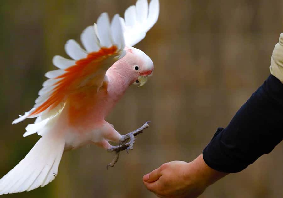 Moonlit Sanctuary Conservation Park Entry Ticket - Keeper Talks and Wildlife Shows: how to time your day without missing the good stuff