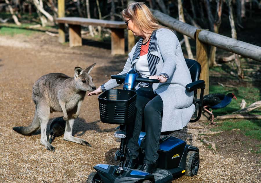 Moonlit Sanctuary Conservation Park Entry Ticket - Comfort and practical tips: shade, breaks, and the flies situation
