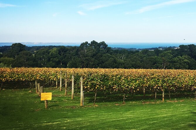 Mornington Peninsula Winery Bus Tour including lunch with a glass of wine - Getting the timing right: how to plan around a 7 to 9 hour day