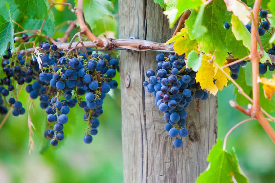 Mornington Peninsula Winery Bus Tour with Lunch & Wine - Key Highlights at a Glance