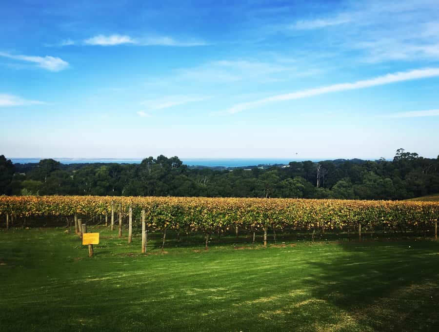 Mornington Peninsula Winery Bus Tour with Lunch & Wine - Mornington Peninsula in One Easy 7-Hour Wine Loop