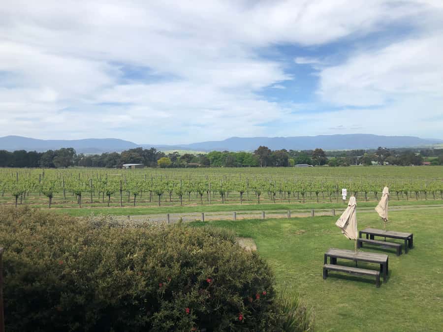 Mornington Peninsula Winery Bus Tour with Lunch & Wine - Getting There from Melbourne: Pickup, Timing, and Photo Breaks