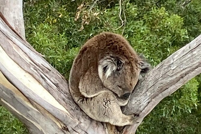 Mount Eccles Volcano – Budj Bim National Park - Timing and meeting points: starting at Port Fairy and ending back there
