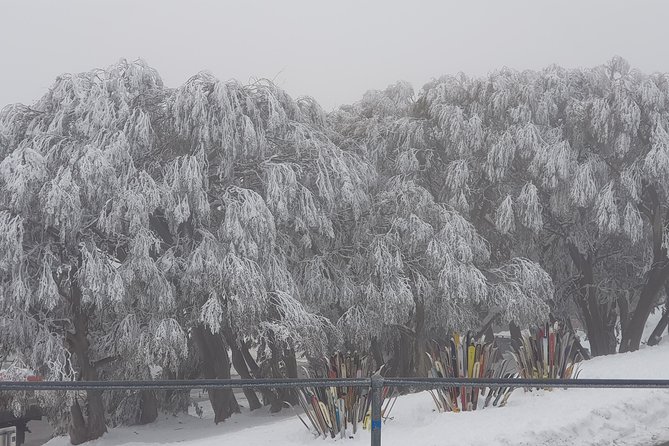 Mt Buller Day Trip from Melbourne - Price and value: what you’re really paying for at $125.52